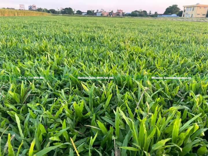 có lá tre giá rẻ có lá tre giá rẻ