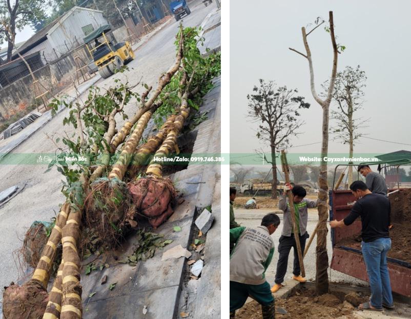 Bán cây muồng hoàng yến