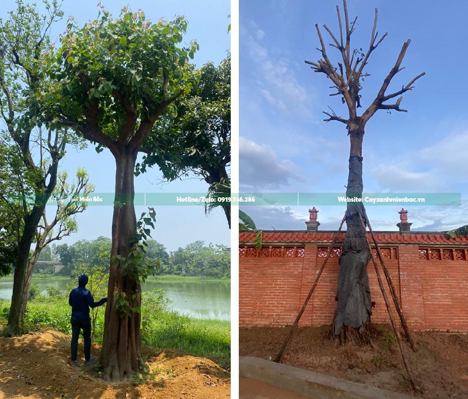 Cây bồ đề to Cây bồ đề to