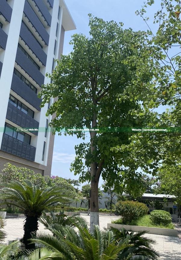 Cây bồ đề trồng khuôn viên Cây bồ đề trồng khuôn viên