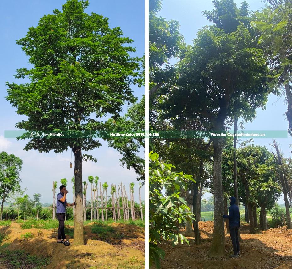 Cây chay cỡ lớn Cây chay cỡ lớn