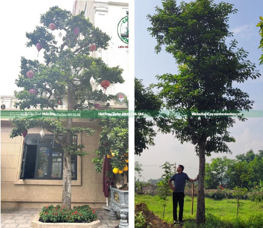 Cây chay đỏ cổ thụ Cây chay đỏ cổ thụ