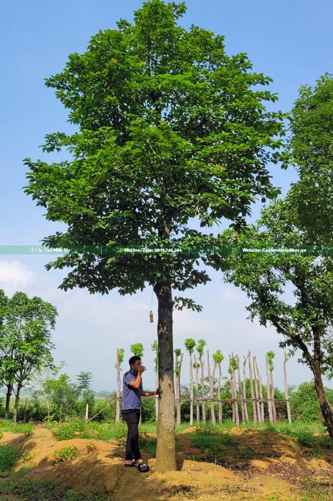 Cây chay ruột đỏ cổ thụ Cây chay ruột đỏ cổ thụ