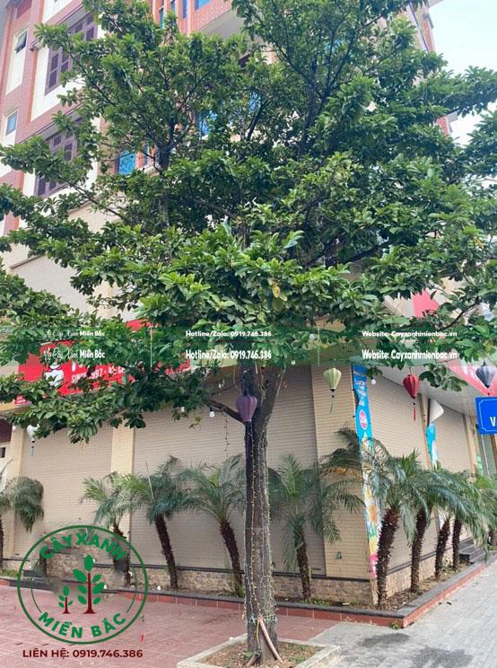 Cây chay ruột đỏ Cây chay ruột đỏ