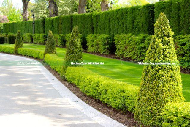 Cây chuỗi ngọc viền Cây chuỗi ngọc viền