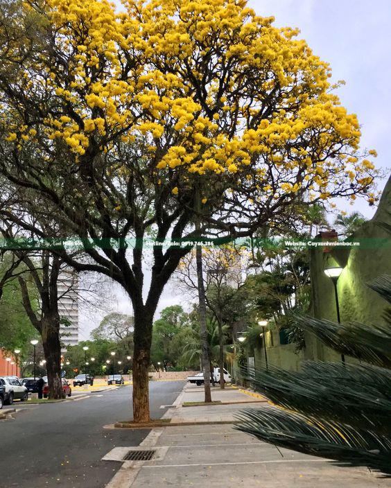 Cây chuông vàng cỡ lớn Cây chuông vàng cỡ lớn