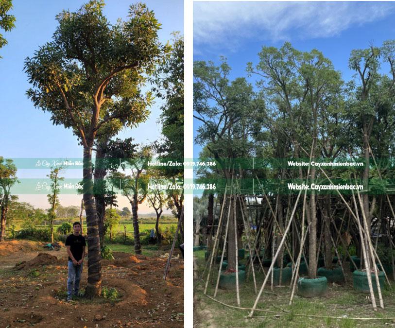 Cây chuông vàng cỡ to Cây chuông vàng cỡ to