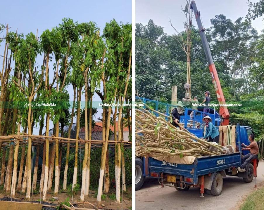 Cây muồng hoa vàng giá tốt Cây muồng hoa vàng giá tốt