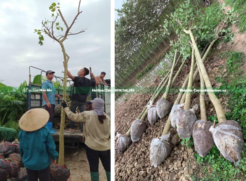 Cây muồng hoàng yến cỡ nhỏ