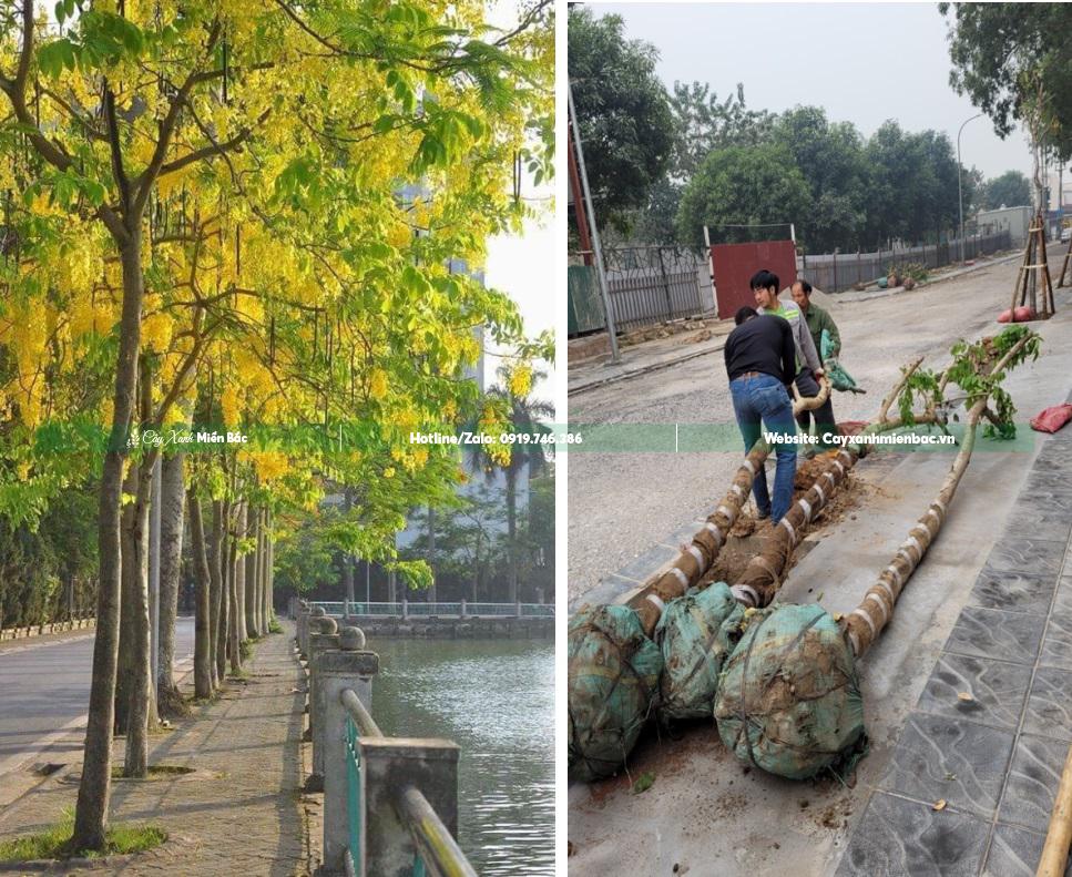 Cây muồng hoàng yến giá rẻ Cây muồng hoàng yến giá rẻ