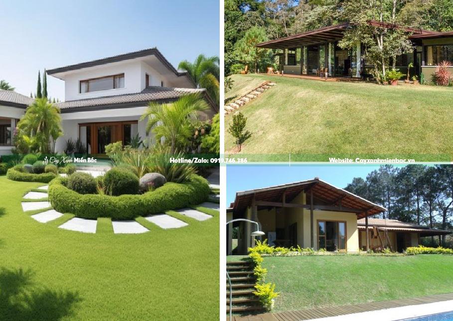 Cỏ nhật dự án Cỏ nhật dự án