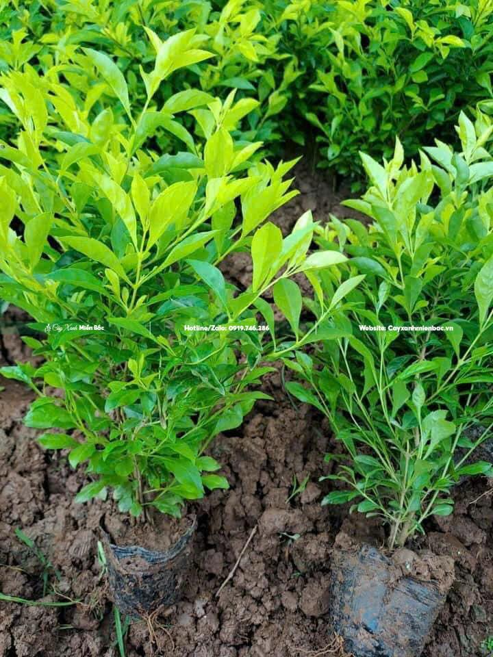 Mua cây chuỗi ngọc giá rẻ Mua cây chuỗi ngọc giá rẻ