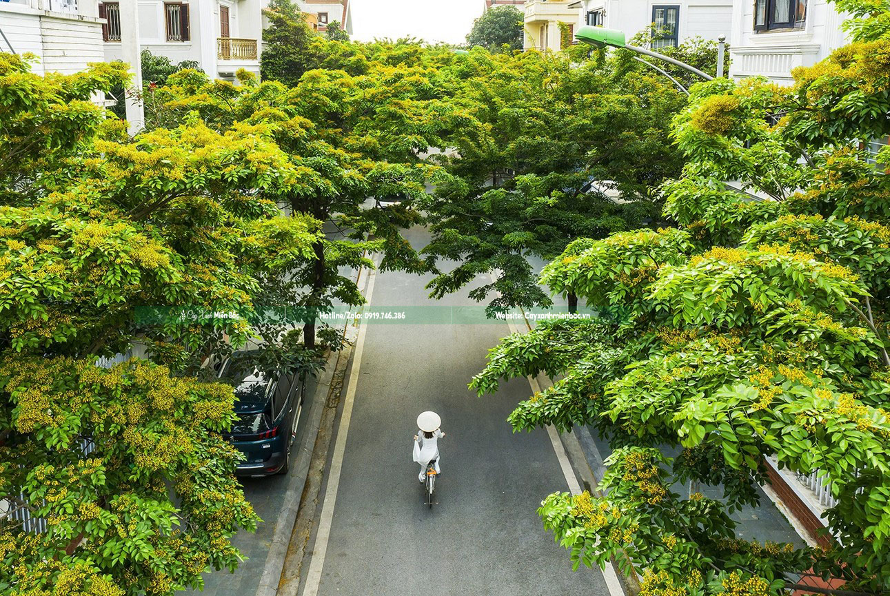 Cây giáng hương