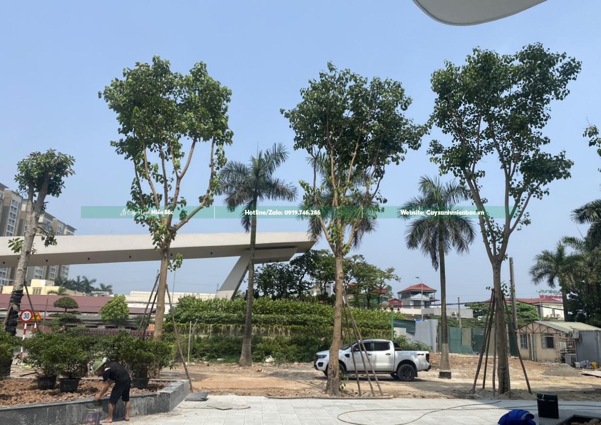Trồng cây bồ đề công trình Trồng cây bồ đề công trình