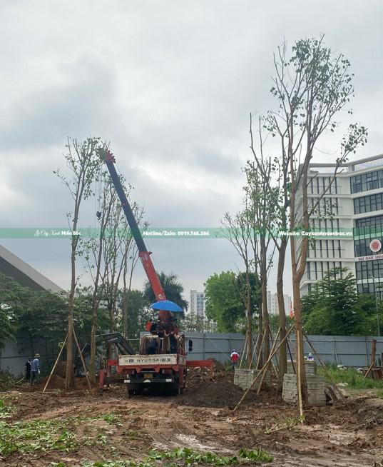 Trồng cây bồ đề tại công trình Trồng cây bồ đề tại công trình