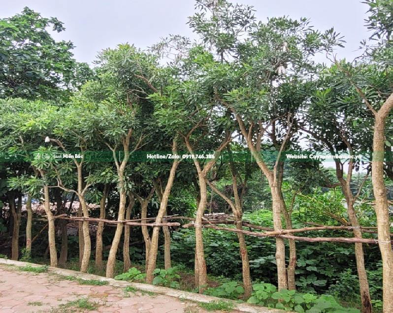 bán cây chuông vàng giá rẻ bán cây chuông vàng giá rẻ