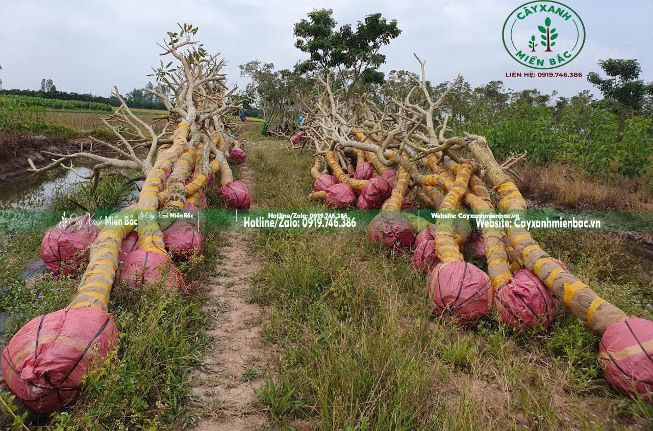 bán cây chuông vàng giá tốt nhất