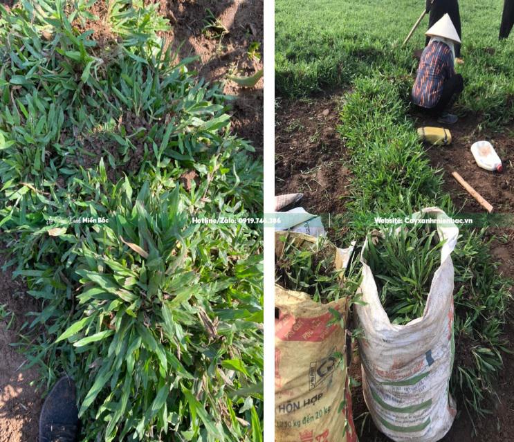 Cỏ lá gừng Cỏ lá gừng