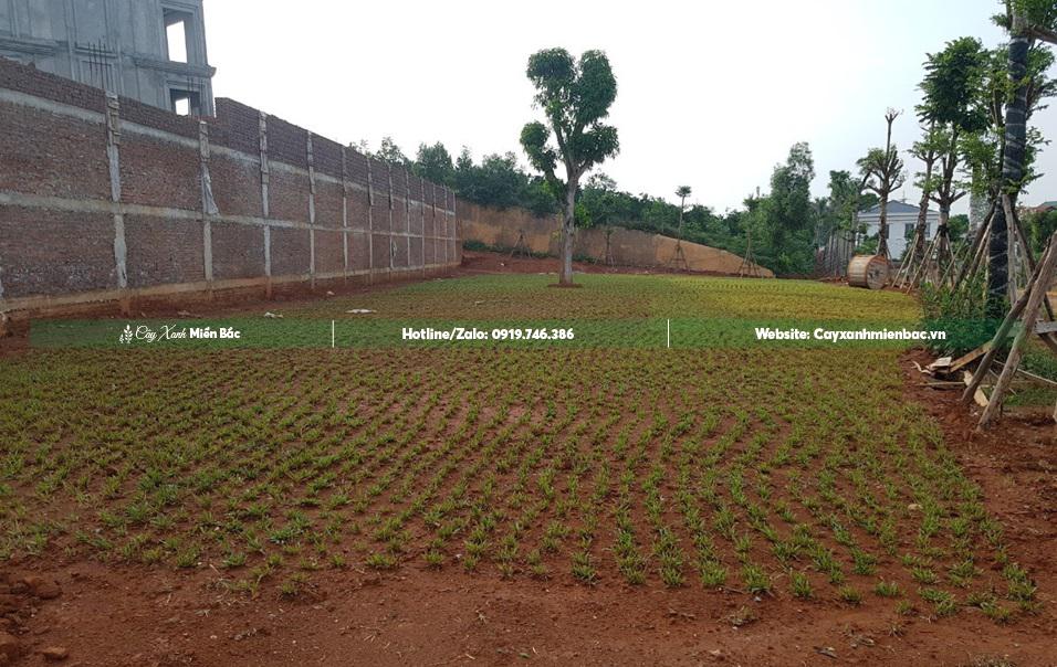 Cỏ trồng resort Cỏ trồng resort