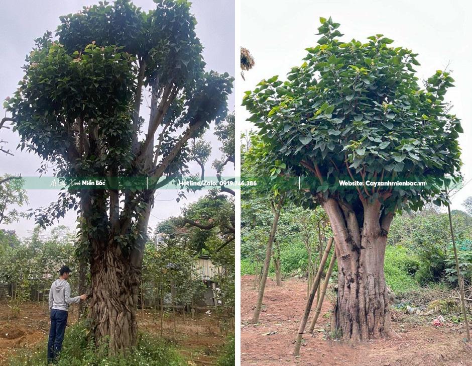 cây bồ đề cổ thụ tại vườn cây bồ đề cổ thụ tại vườn