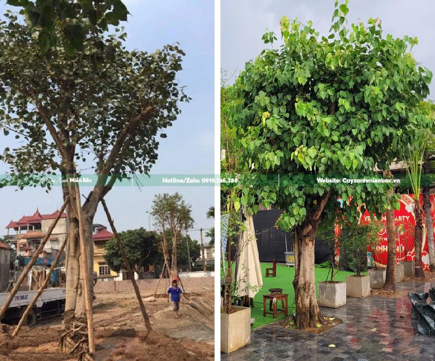 cây bồ đề trồng tại công trình cây bồ đề trồng tại công trình