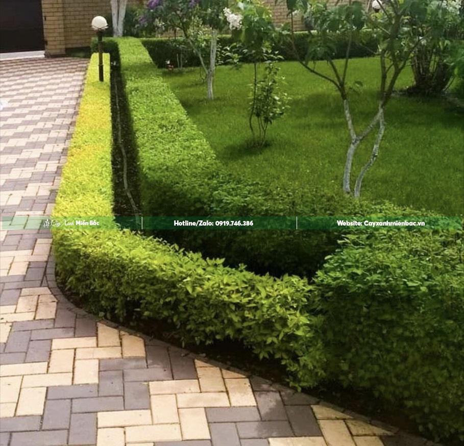 cây chuỗi ngọc cây chuỗi ngọc