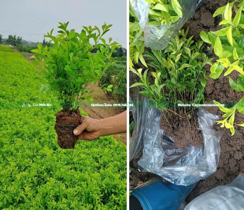 cây chuỗi ngọc công trình cây chuỗi ngọc công trình