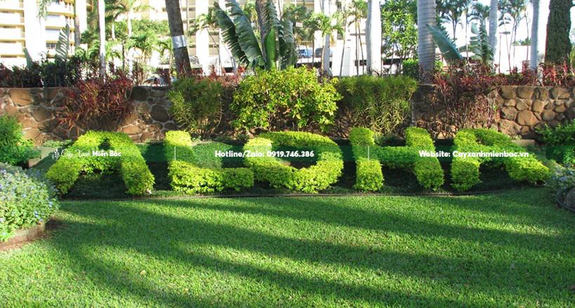 cây chuỗi ngọc tạo chữ cây chuỗi ngọc tạo chữ