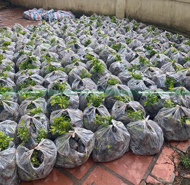 cây chuỗi ngọc viền giá rẻ cây chuỗi ngọc viền giá rẻ