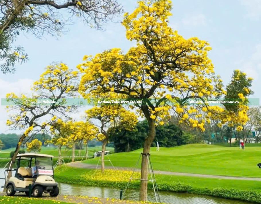 cây chuông vàng nở hoa rực rỡ