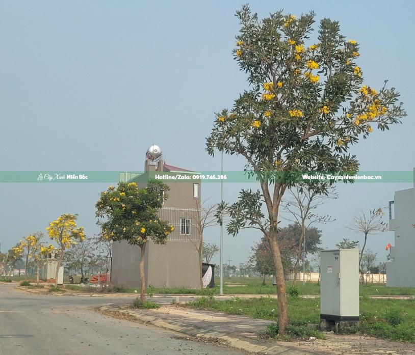 cây chuông vàng tại công trình cây chuông vàng tại công trình