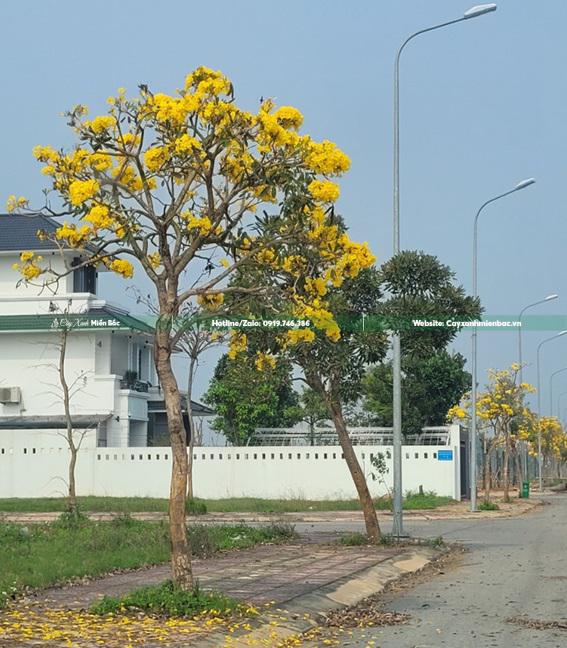 cây chuông vàng trồng đường phố (2)