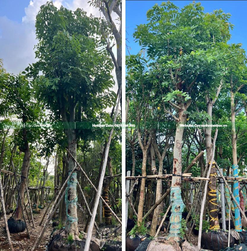 cây muồng hoàng yến to cây muồng hoàng yến to