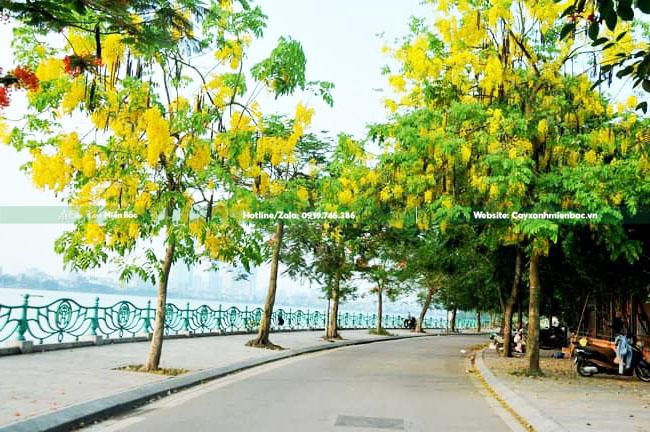 cây muồng hoàng yến trồng đường phố cây muồng hoàng yến trồng đường phố