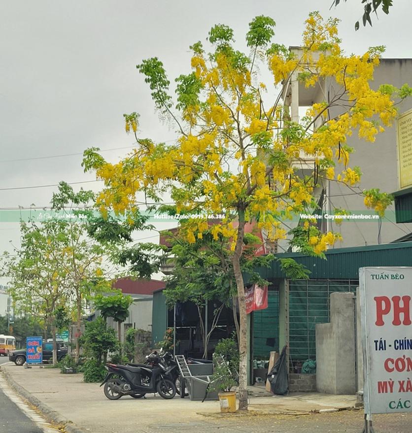 cây muồng hoàng yến cây muồng hoàng yến