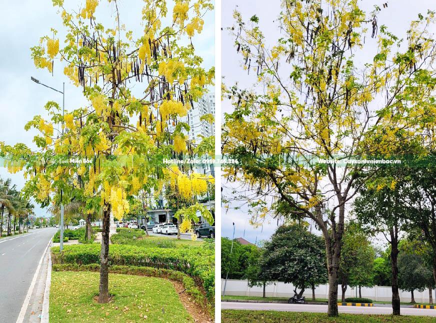 cây osaka vàng giá tốt cây osaka vàng giá tốt