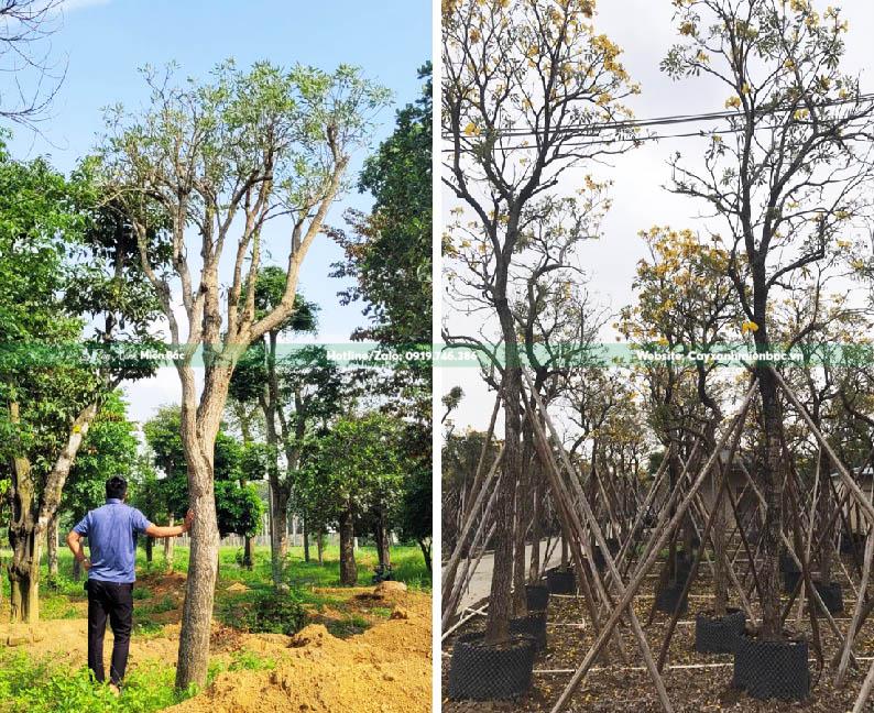 chăm sóc cây chuông vàng chăm sóc cây chuông vàng