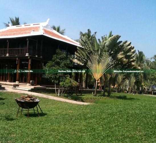 cỏ lá tre trồng resort