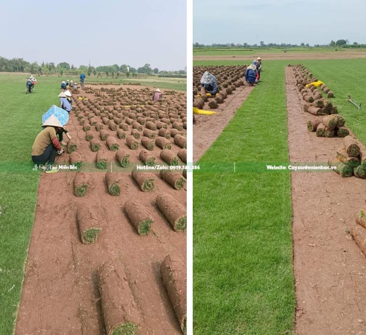 cỏ nhật sân vườn