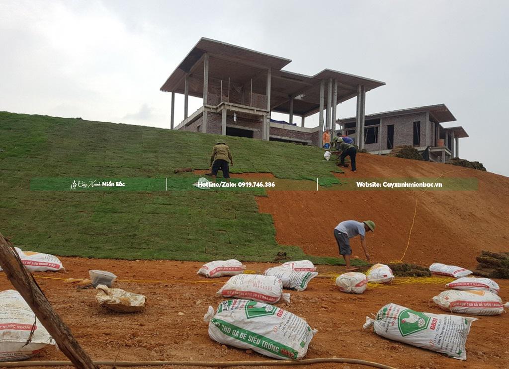 cỏ nhật trồng công trình cỏ nhật trồng công trình