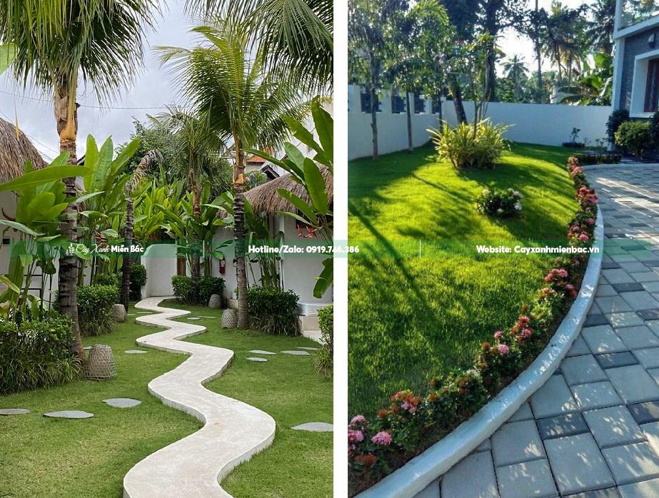 cỏ nhật trồng sân vườn giá tốt cỏ nhật trồng sân vườn giá tốt