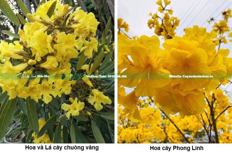 phân biệt cây chuông vàng và cây phong linh