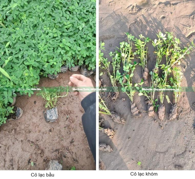 Giá bán cỏ lạc tiên Giá bán cỏ lạc tiên