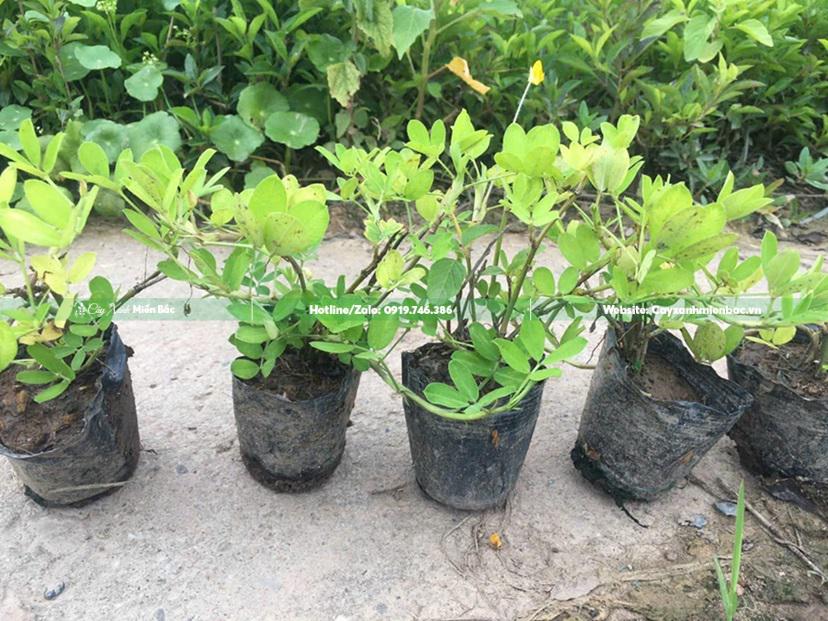 Bầu cỏ lá lạc Bầu cỏ lá lạc