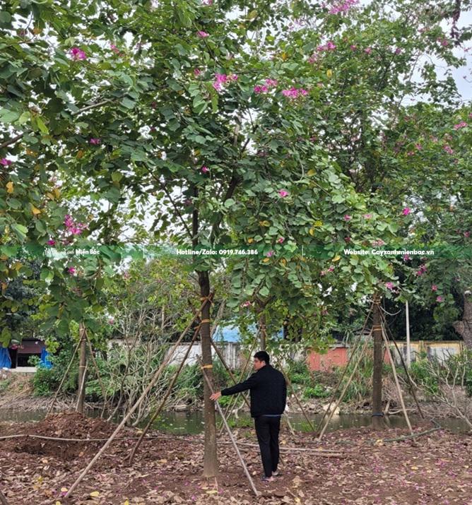 Cây ban tím cỡ to Cây ban tím cỡ to
