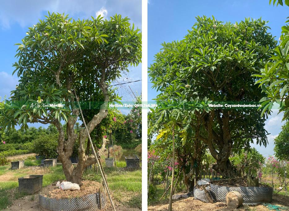 Cây đại cổ thụ Cây đại cổ thụ