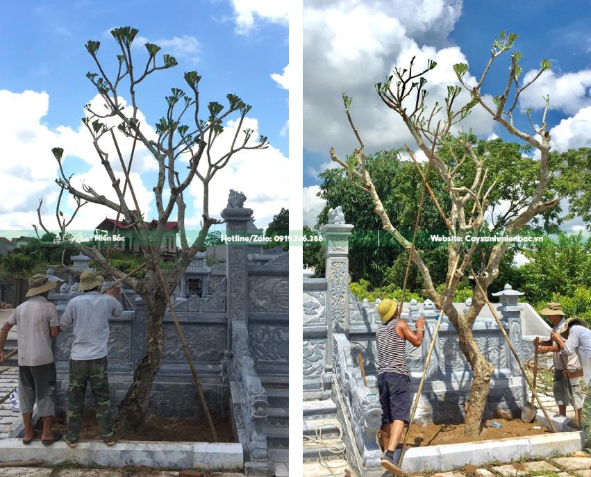 Cây đại trắng Cây đại trắng