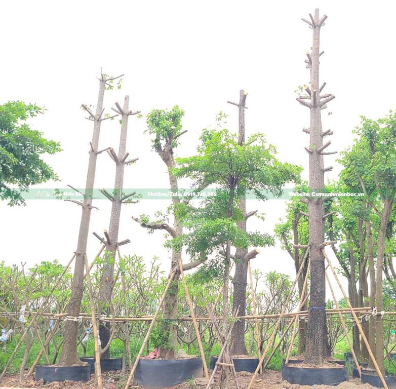 Cây gạo cỡ lớn Cây gạo cỡ lớn