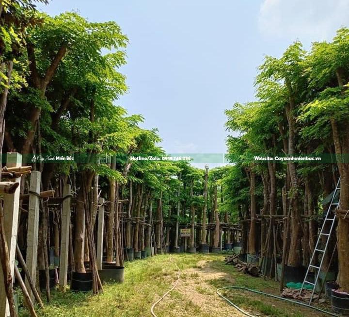 Cây giáng hương tại vườn ươm Cây giáng hương tại vườn ươm