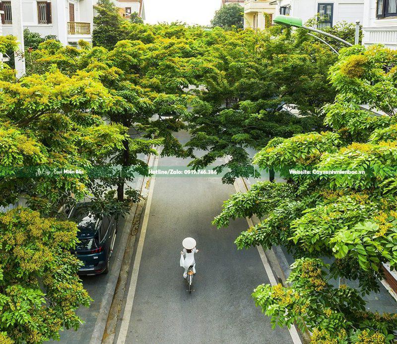 Cây giáng hương trồng đô thị
